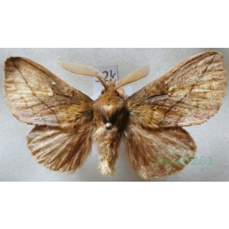 Euthrix potatoria (Linnaeus, 1758) male Barczatka napójka Czech52k